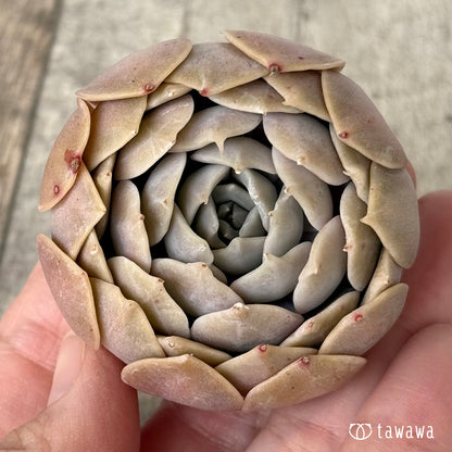 ＊新入荷＊　オレンジキャラメル（チャンヒー農園苗）