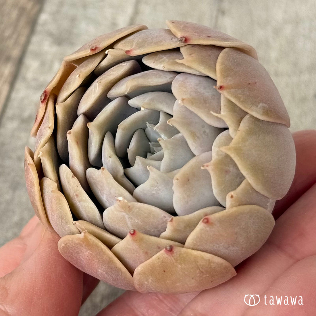 ＊新入荷＊　オレンジキャラメル（チャンヒー農園苗）