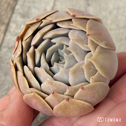 ＊新入荷＊　オレンジキャラメル（チャンヒー農園苗）