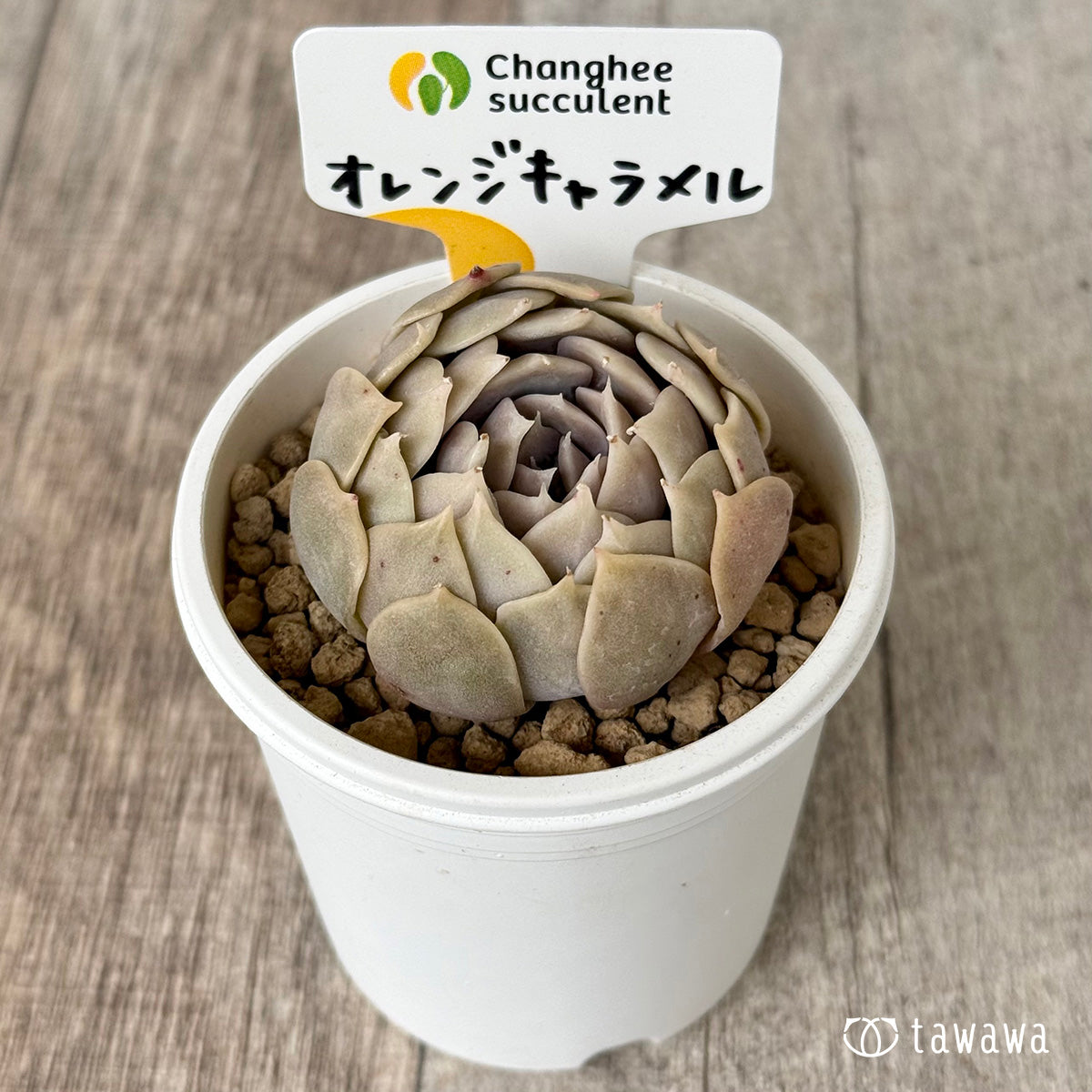 ＊新入荷＊　オレンジキャラメル（チャンヒー農園苗）