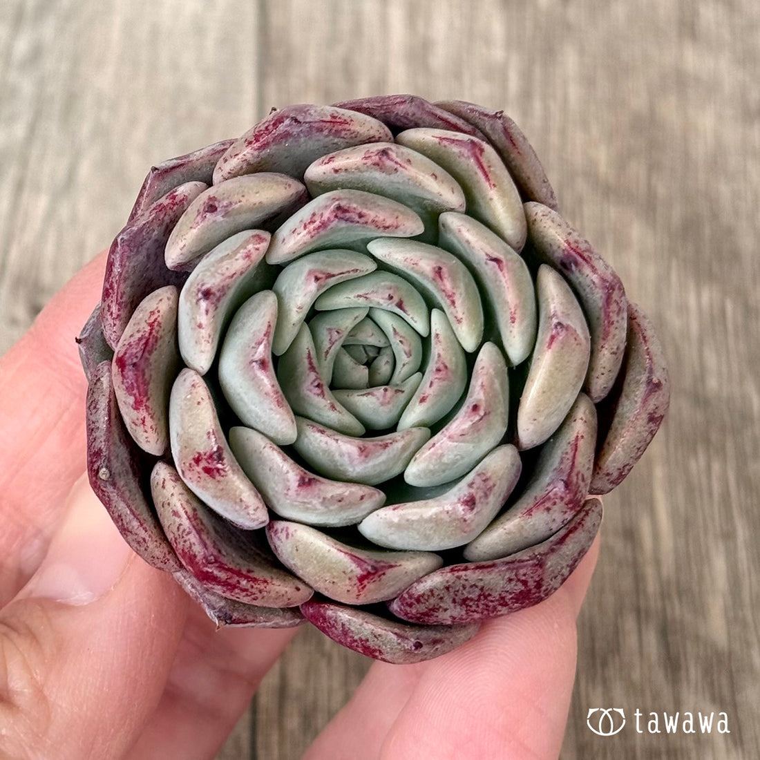 New Arrivals: Ice Green