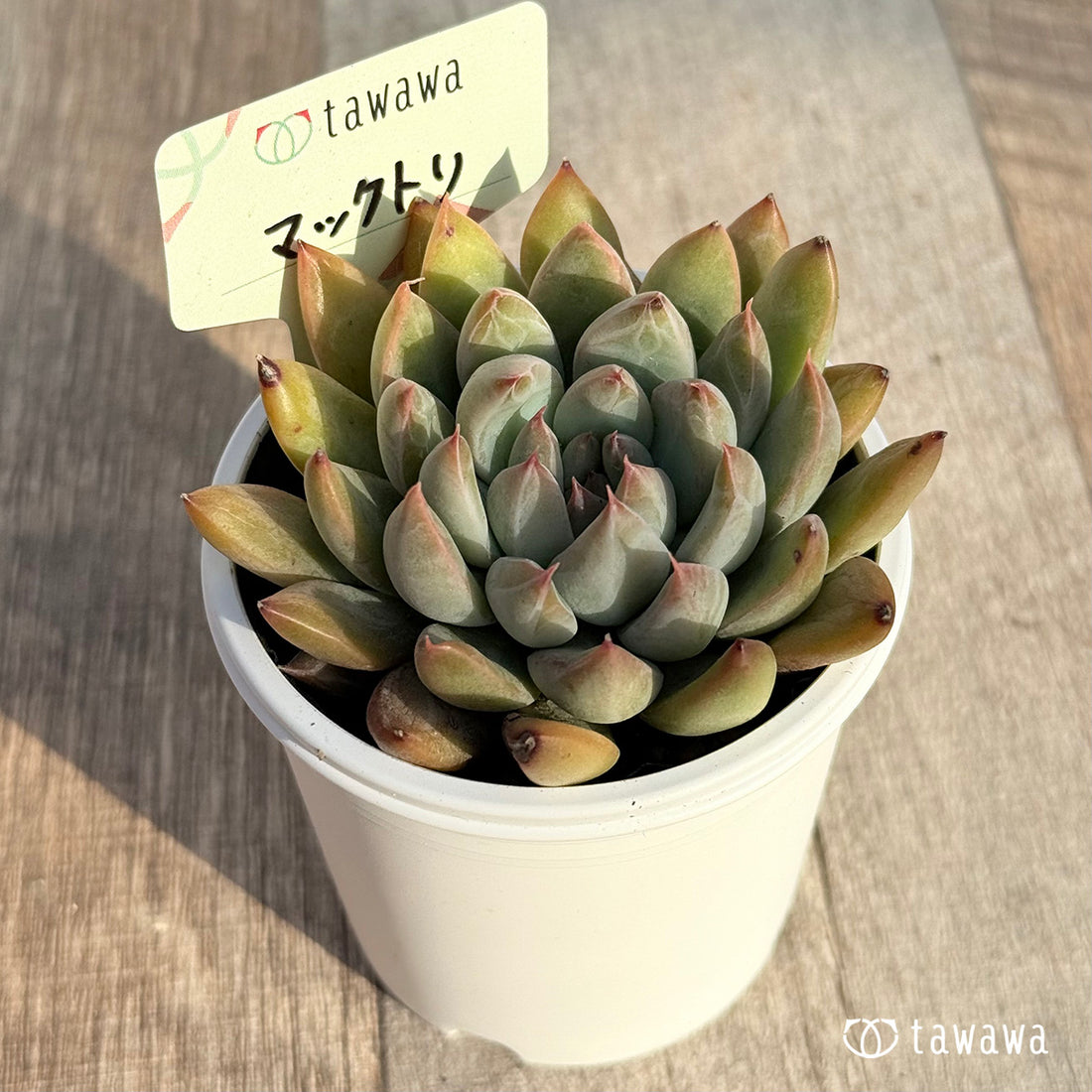 マックトリ 【tawawaハウス苗】