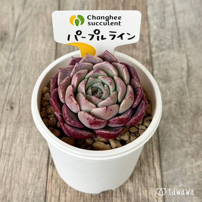 パープルライン（チャンヒー農園苗）