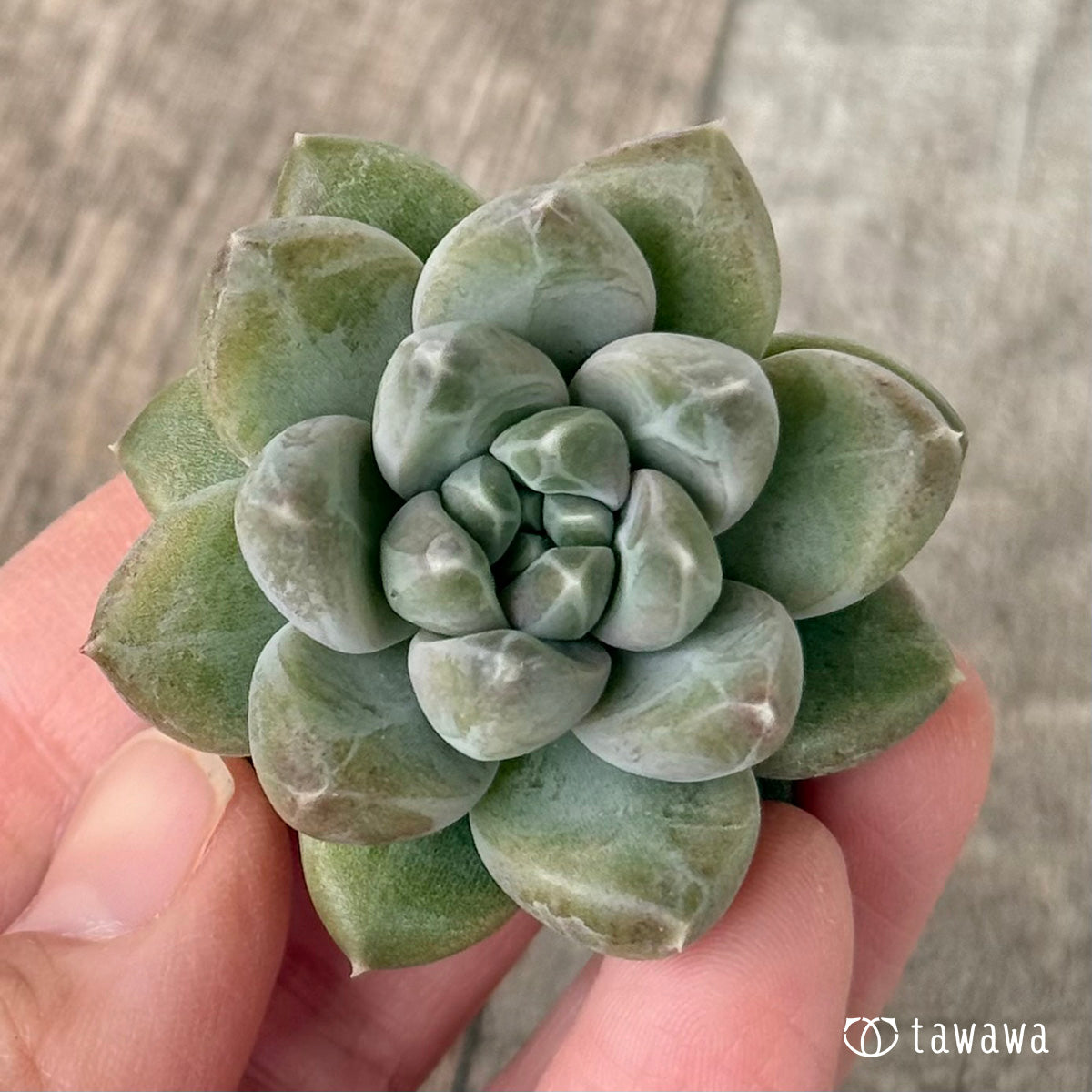 New Arrivals: Ice Green