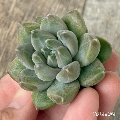 New Arrivals: Ice Green