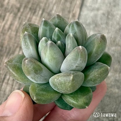 New Arrivals: Ice Green