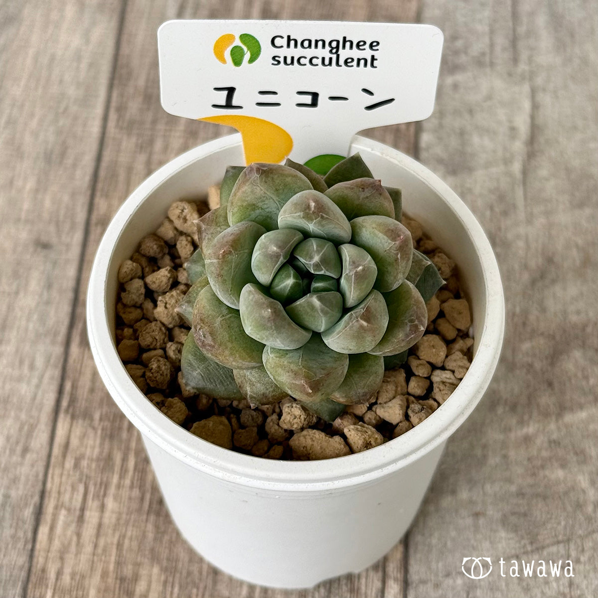 ユニコーン【単頭】（チャンヒー農園苗） – 多肉植物の通販・販売