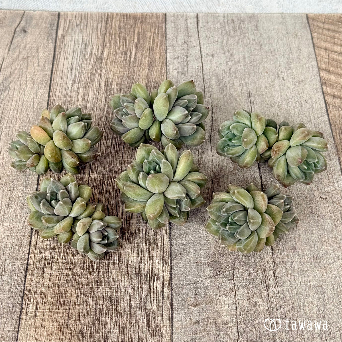 New Arrivals: Ice Green