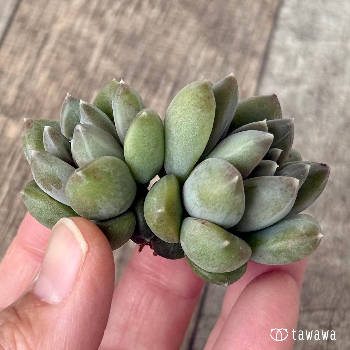 New Arrivals: Ice Green