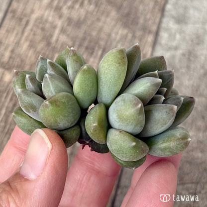 New Arrivals: Ice Green