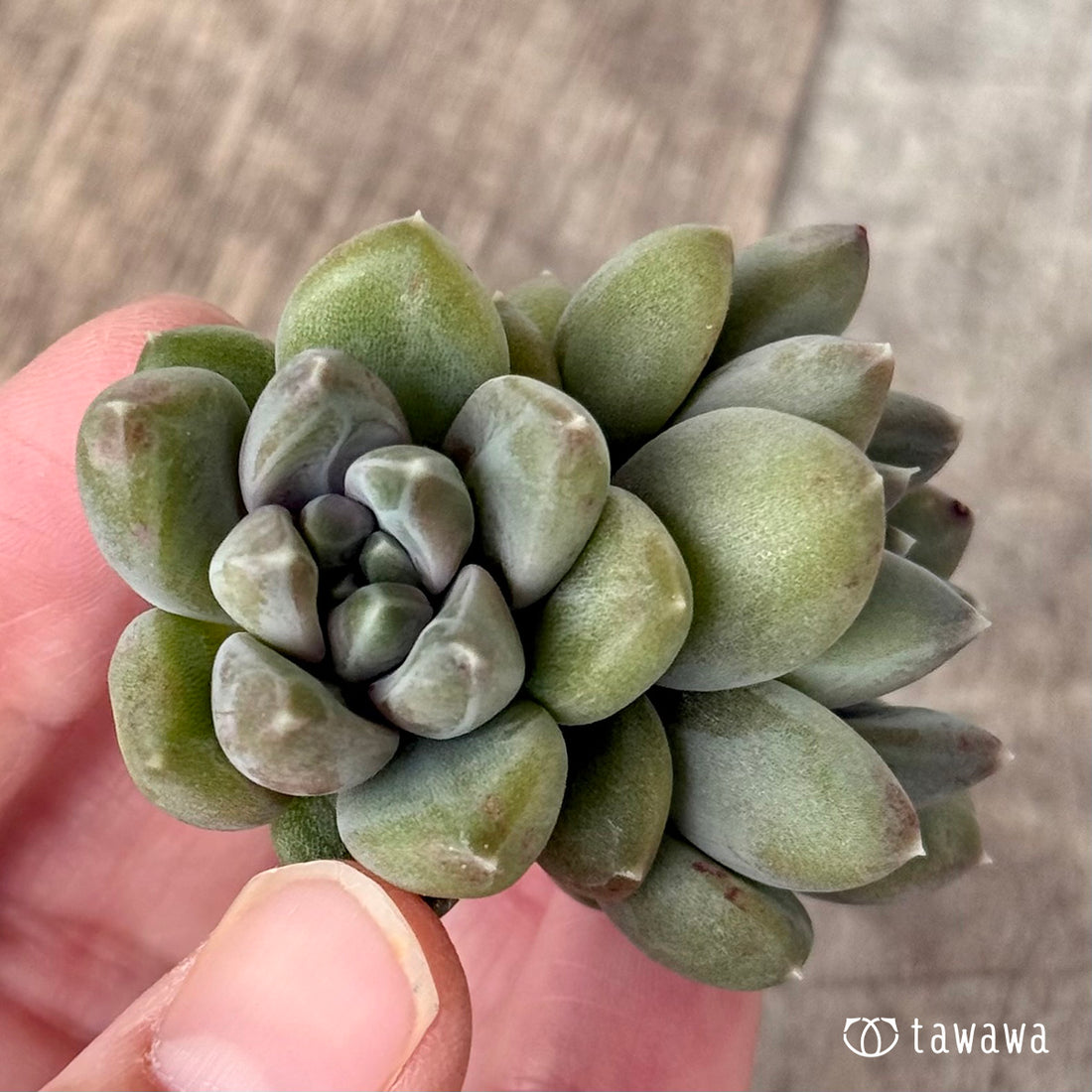 New Arrivals: Ice Green