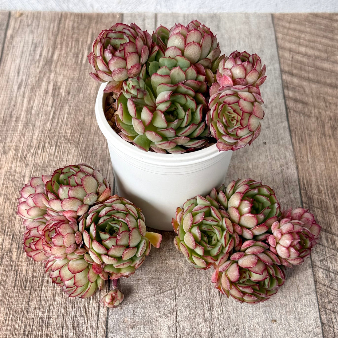 New Arrival* Cubic Frost