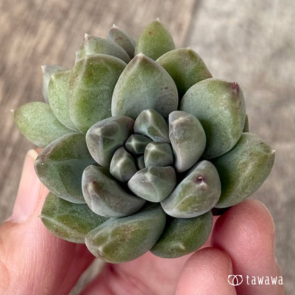 New Arrivals: Ice Green