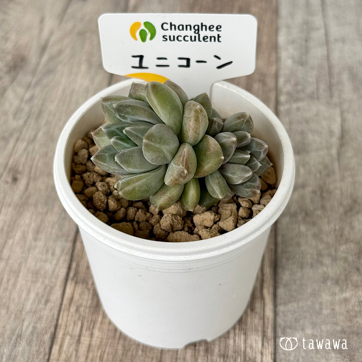 New Arrivals: Ice Green