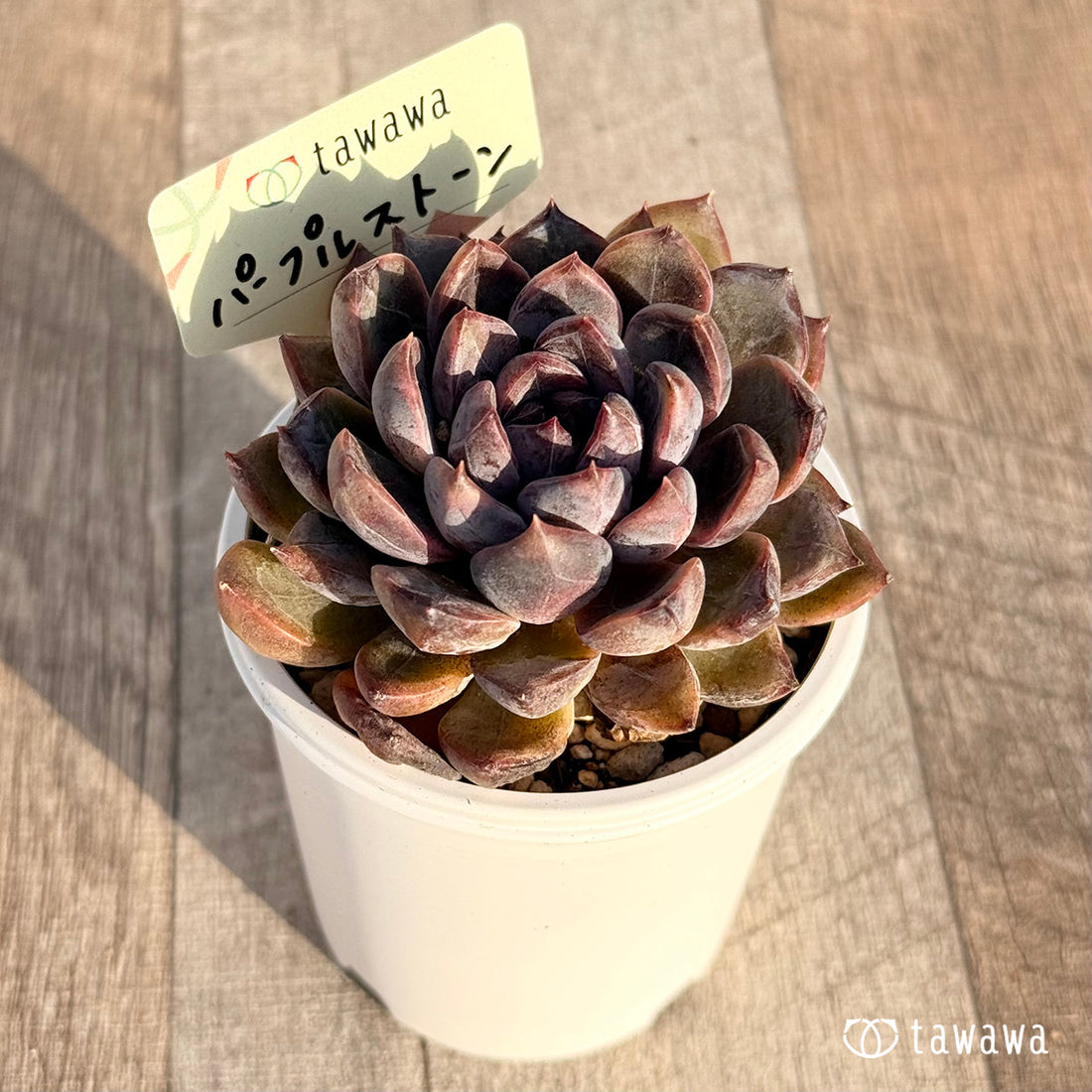 パープルストーン 【tawawaハウス苗】