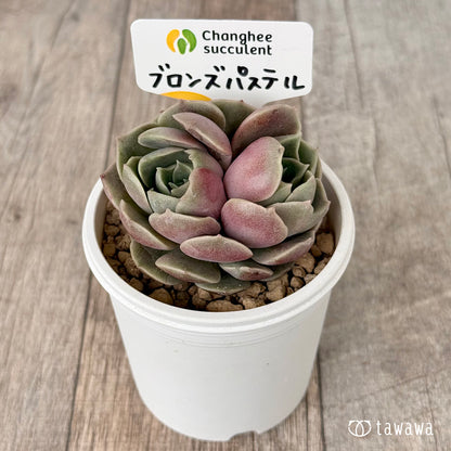 ブロンズパステル【双頭】（チャンヒー農園苗）