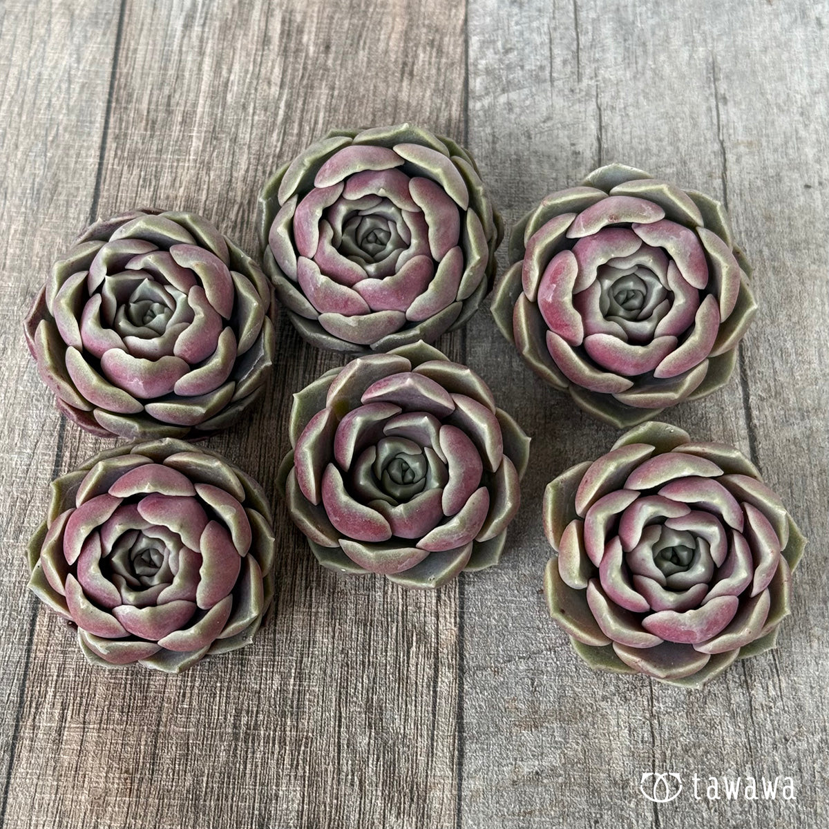 ＊新入荷＊　ブロンズパステル【単頭】（チャンヒー農園苗）