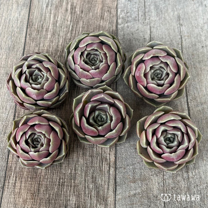 ＊新入荷＊　ブロンズパステル【単頭】（チャンヒー農園苗）