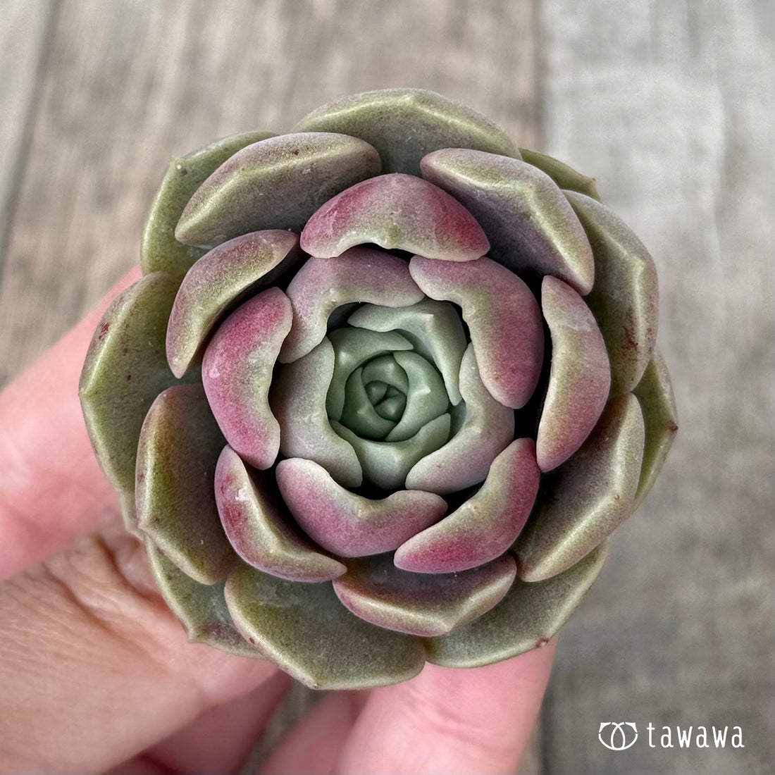 ＊新入荷＊　ブロンズパステル【単頭】（チャンヒー農園苗）