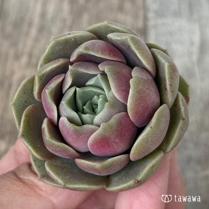 ＊新入荷＊　ブロンズパステル【単頭】（チャンヒー農園苗）