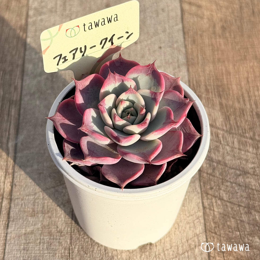 フェアリークイーン 【tawawaハウス苗】