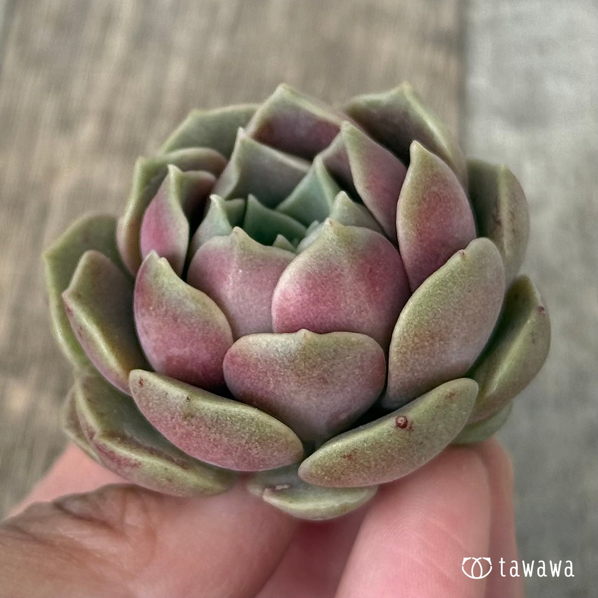 ＊新入荷＊　ブロンズパステル【単頭】（チャンヒー農園苗）