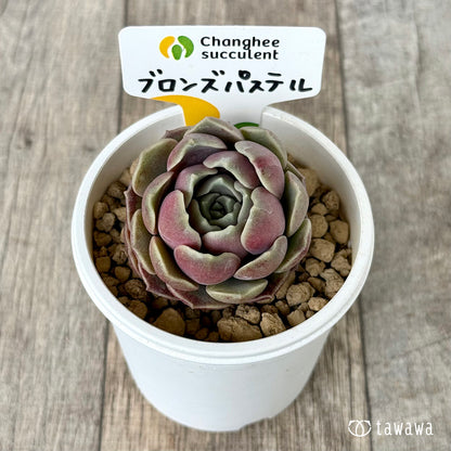 ＊新入荷＊　ブロンズパステル【単頭】（チャンヒー農園苗）