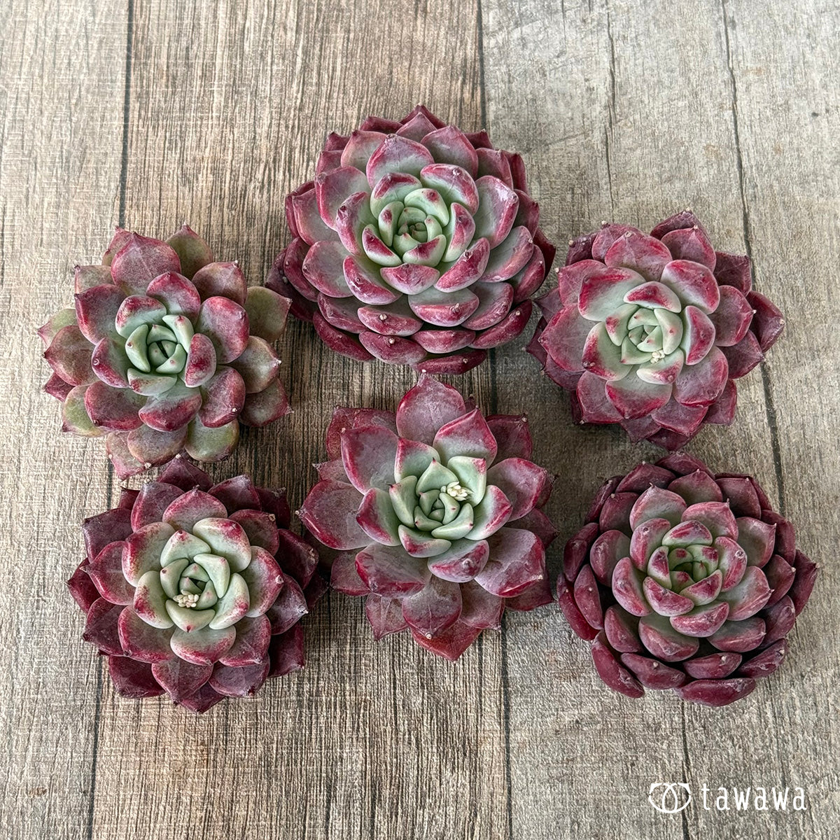 【2/18発売】マゼンタ（チャンヒー農園苗）