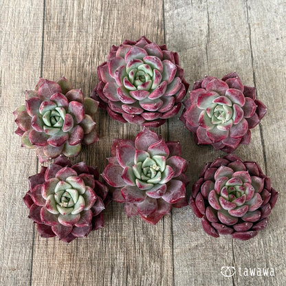 【2/18発売】マゼンタ（チャンヒー農園苗）