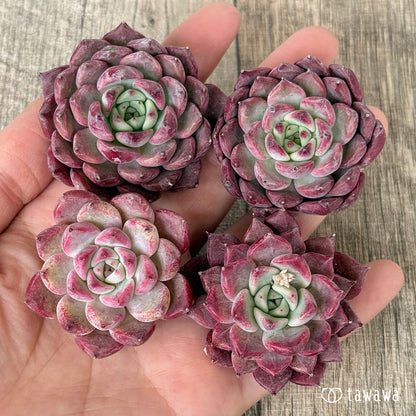 【2/18発売】マゼンタ（チャンヒー農園苗）