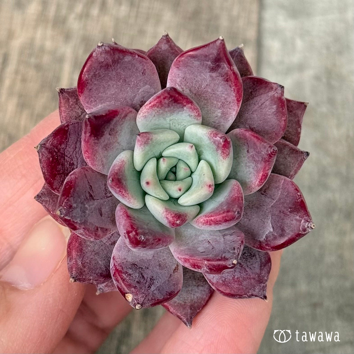 【2/18発売】マゼンタ（チャンヒー農園苗）