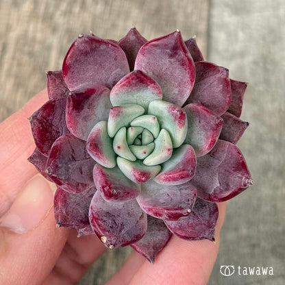 【2/18発売】マゼンタ（チャンヒー農園苗）