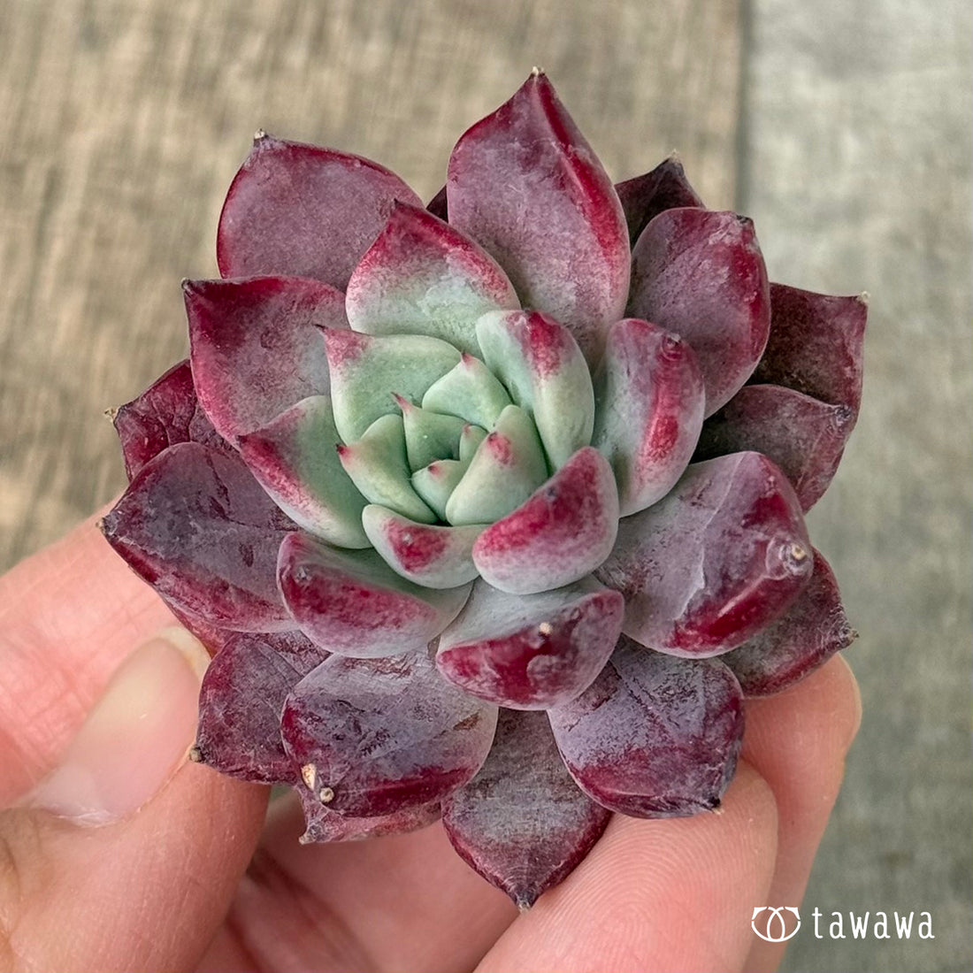 【2/18発売】マゼンタ（チャンヒー農園苗）