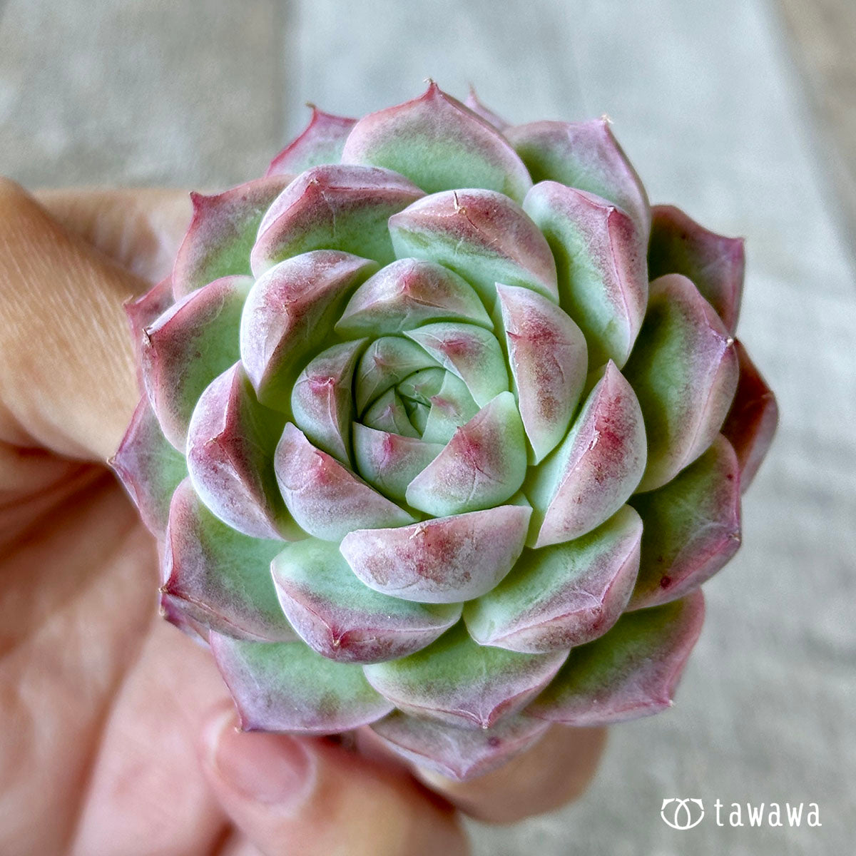 Pink eyeshadow
