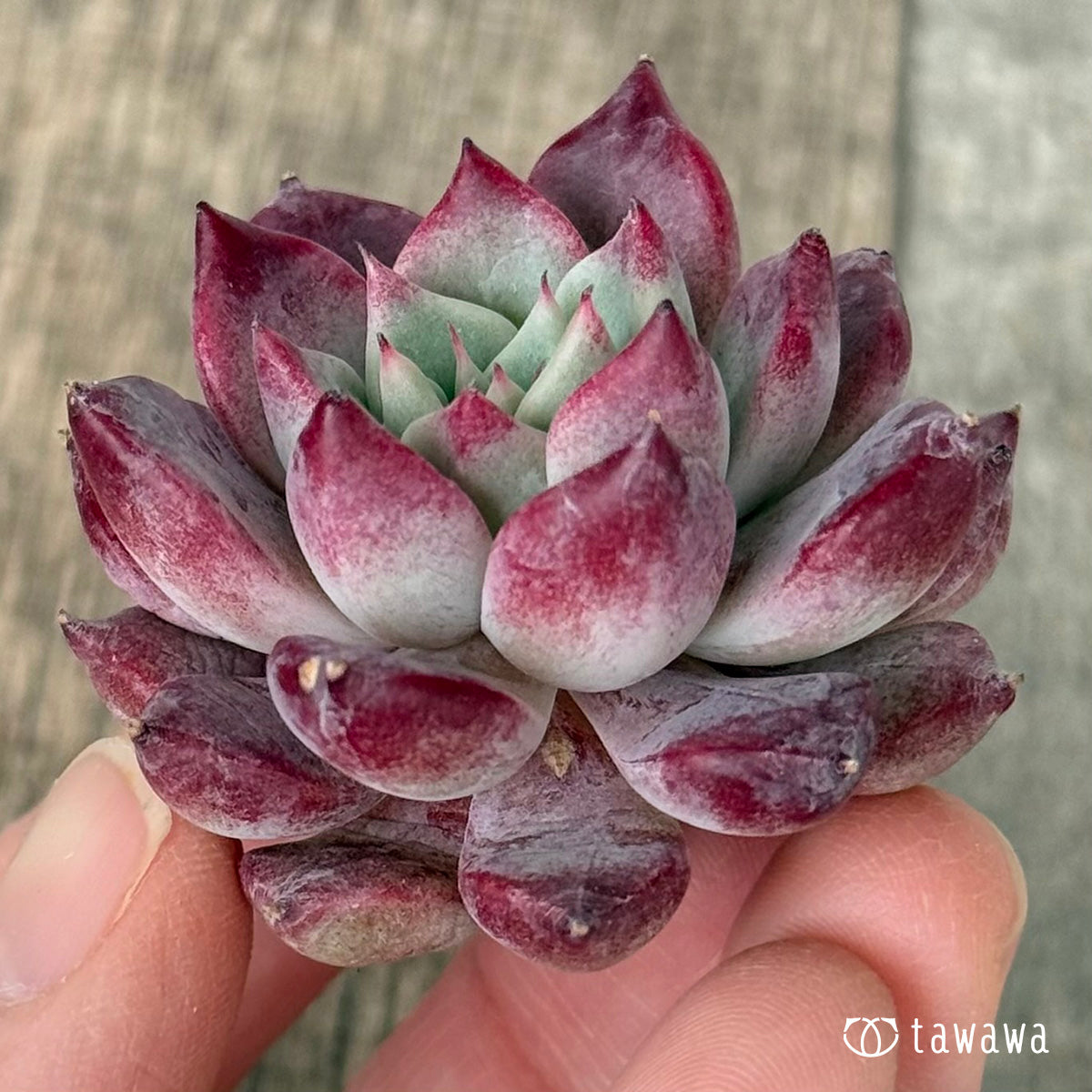 【2/18発売】マゼンタ（チャンヒー農園苗）