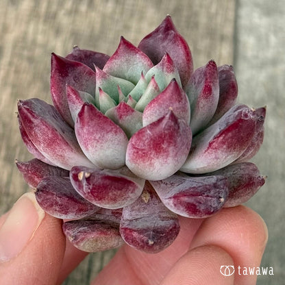 【2/18発売】マゼンタ（チャンヒー農園苗）