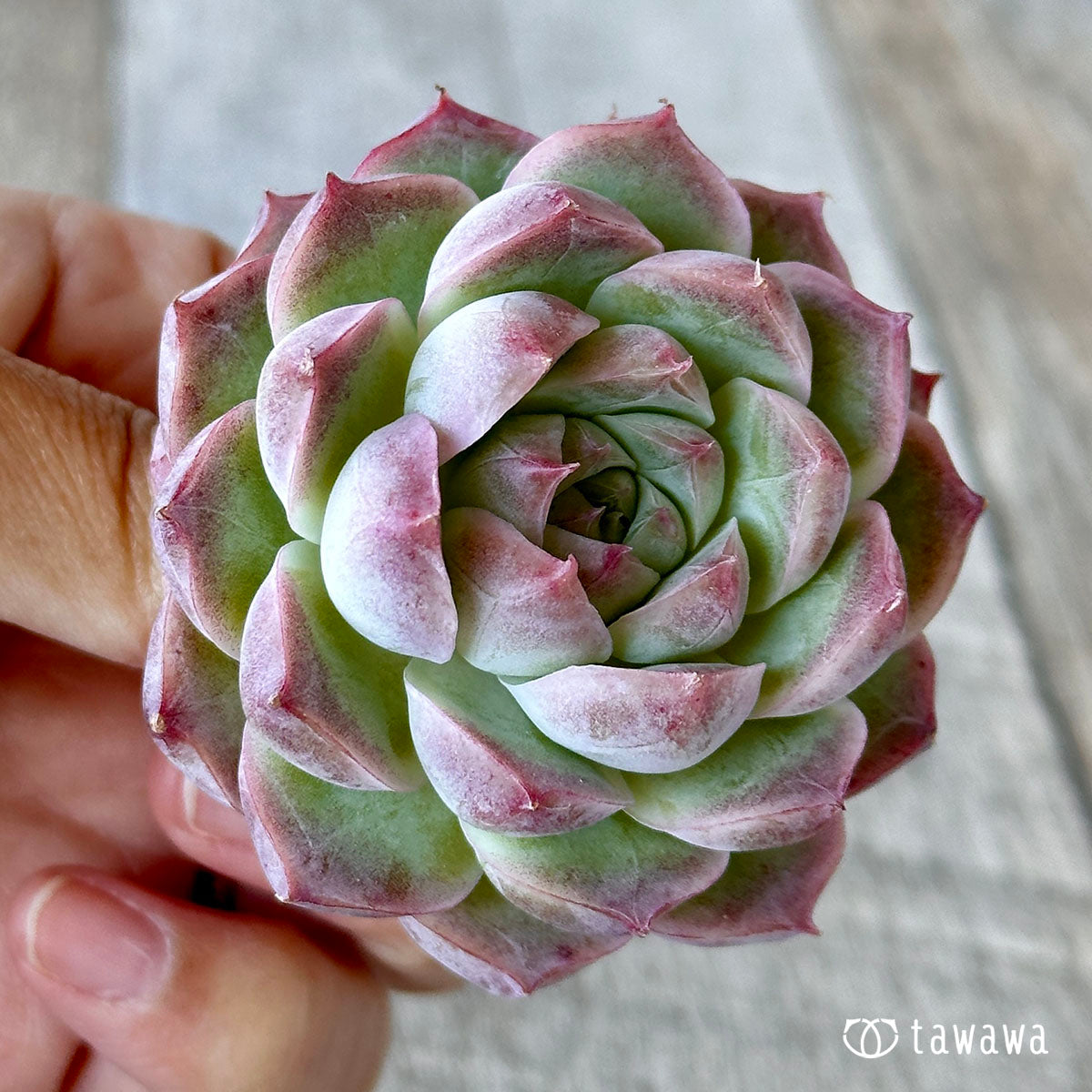 Pink eyeshadow