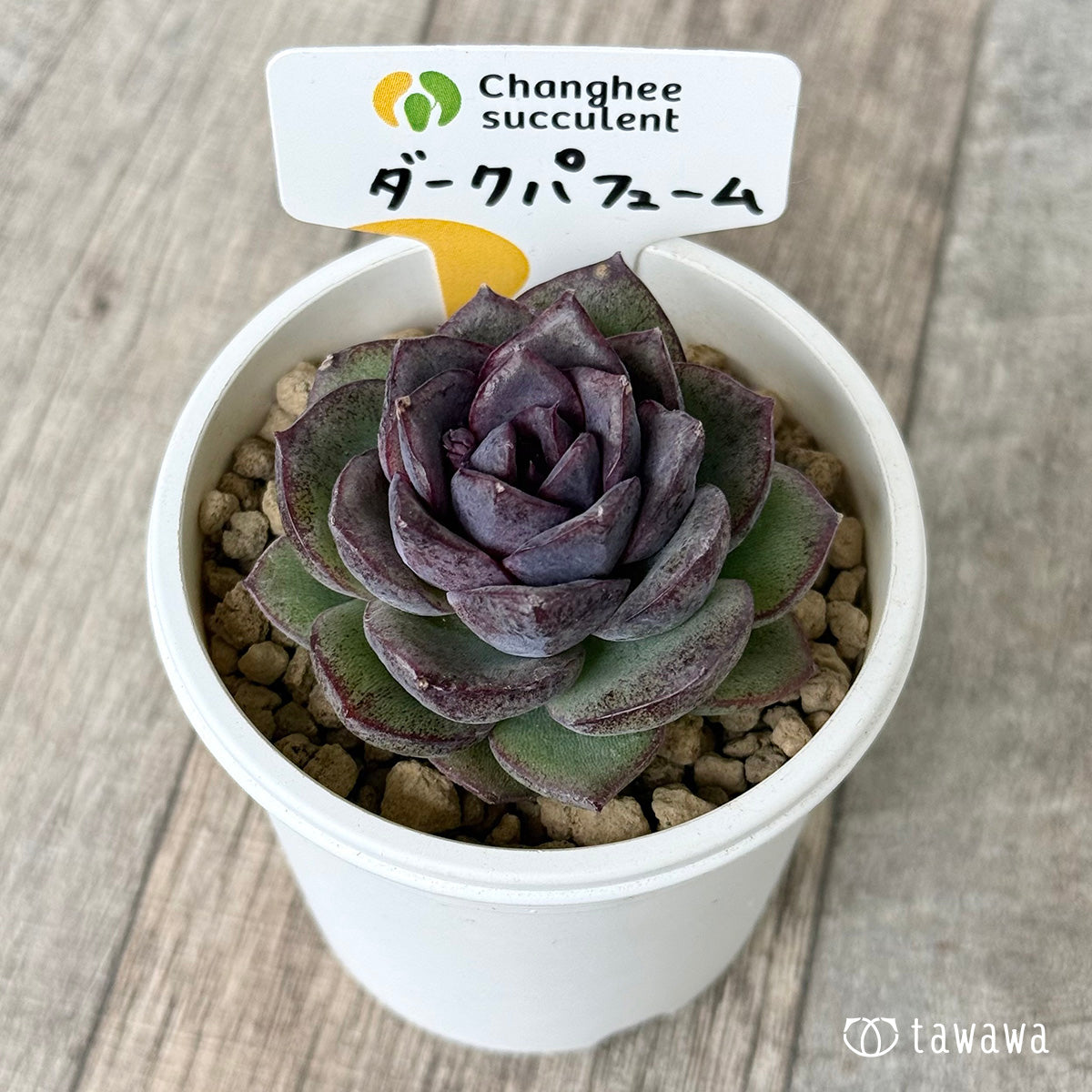 Top【選抜株】多肉植物　26472ダークエンバー　24個　鉢無し/脱土 ダークパフューム（チャンヒー農園苗） – 多肉植物の通販・販売サイト