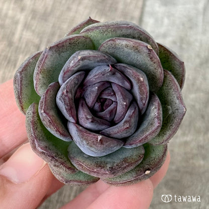 New Arrivals: Ice Green