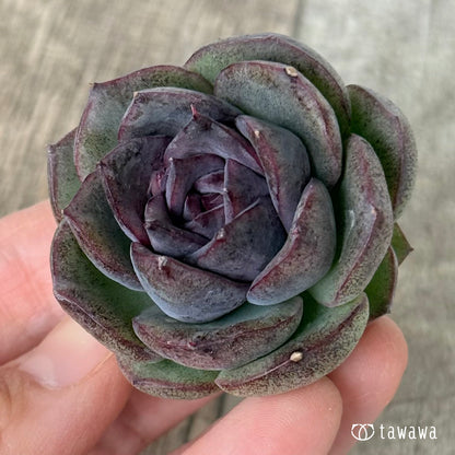 New Arrivals: Ice Green