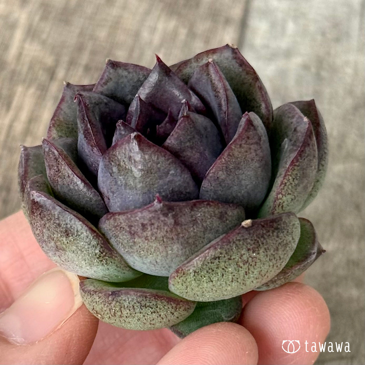 ダークパフューム（チャンヒー農園苗） – 多肉植物の通販・販売サイト