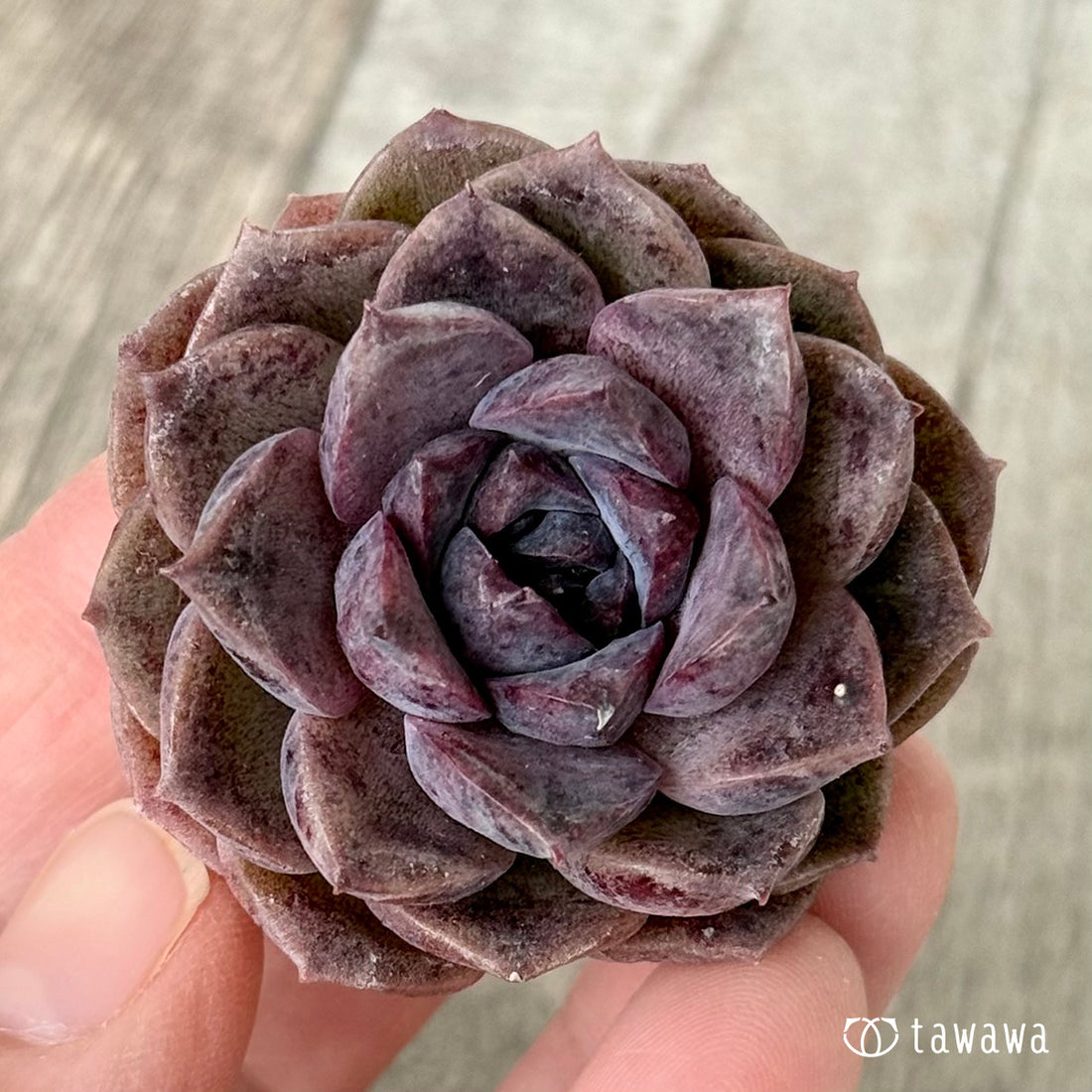 New Arrivals: Ice Green