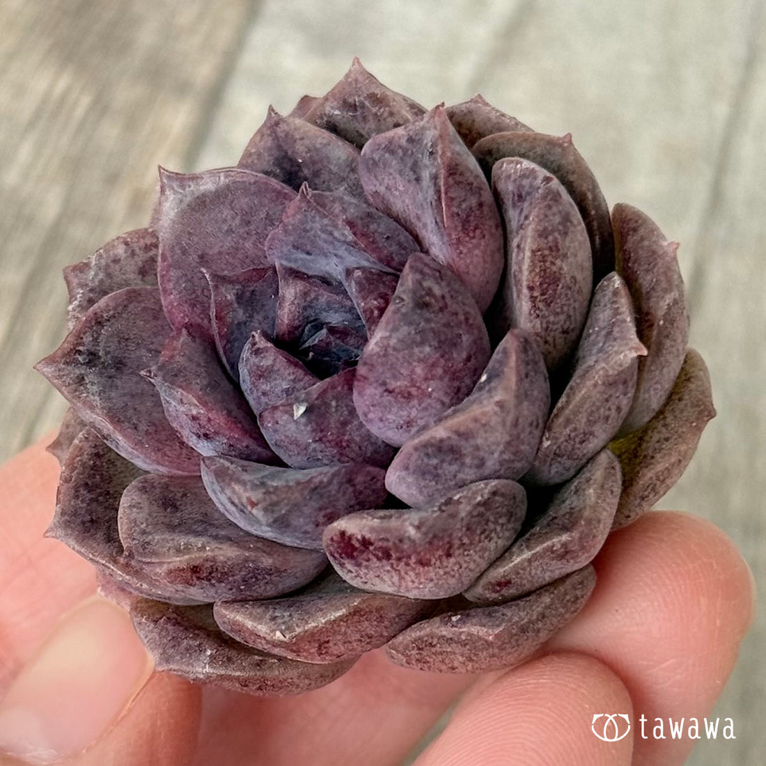 New Arrivals: Ice Green