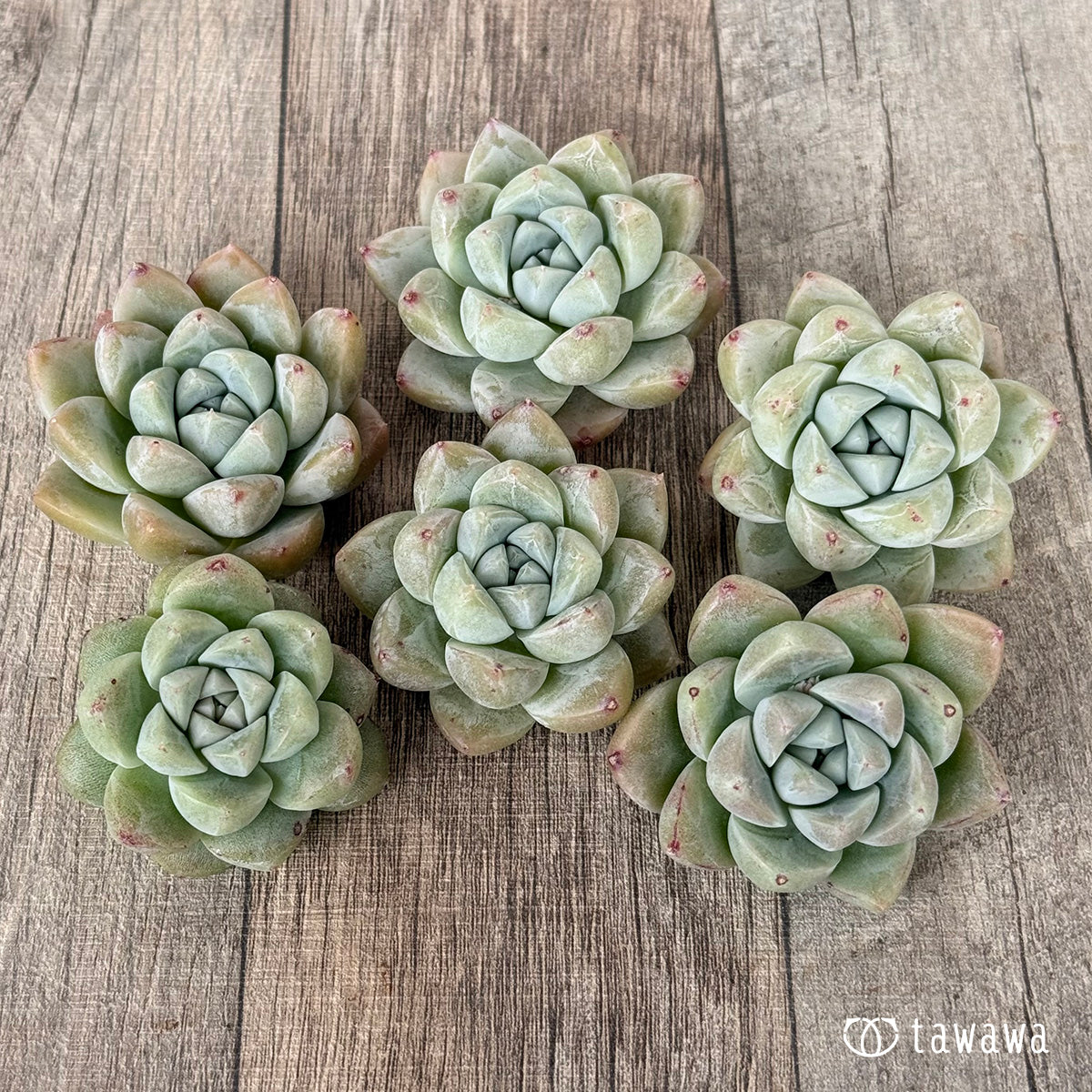 ＊新入荷＊　コロラータタパルパ×ドドリー（チャンヒー農園苗）