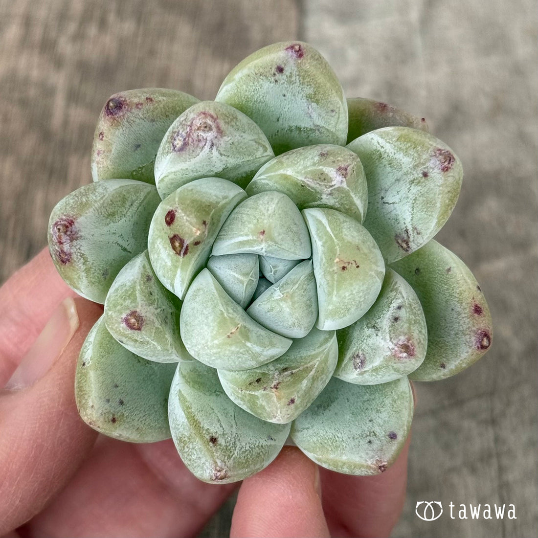 New Arrivals: Ice Green