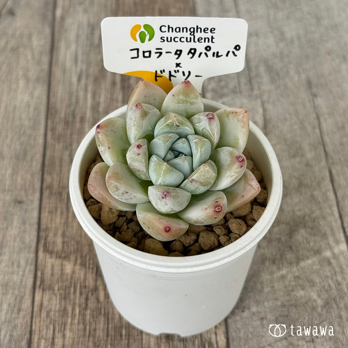 ＊新入荷＊　コロラータタパルパ×ドドリー（チャンヒー農園苗）