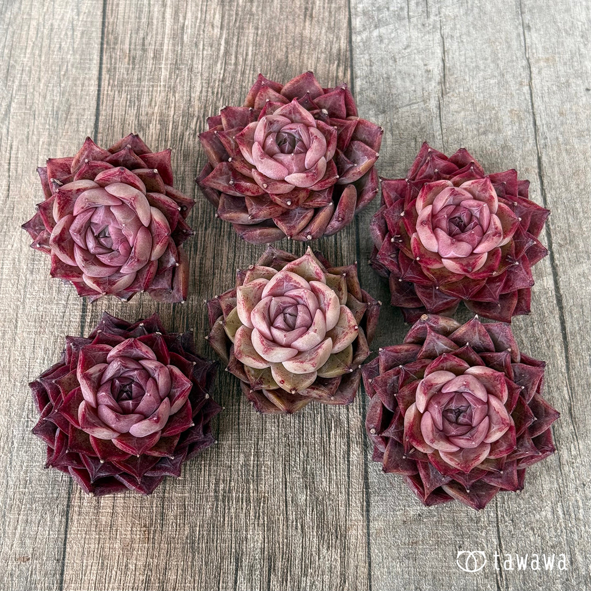 ＊新入荷＊　P.03（チャンヒー農園苗）