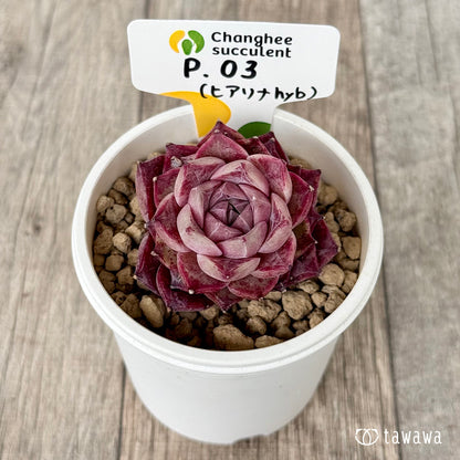 ＊新入荷＊　P.03（チャンヒー農園苗）