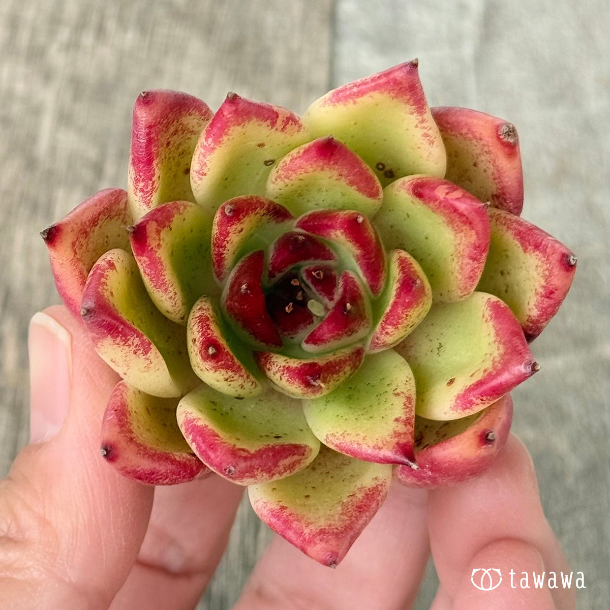 【2/18発売】ロザリウム（チャンヒー農園苗）