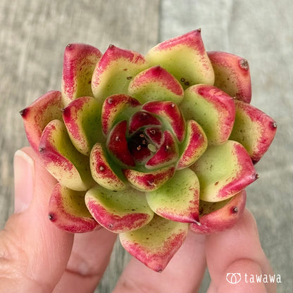 【2/18発売】ロザリウム（チャンヒー農園苗）